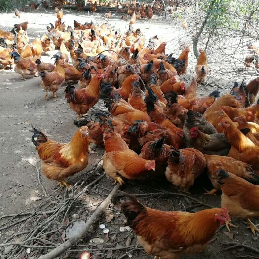 珠海鸡肉类 新鲜
