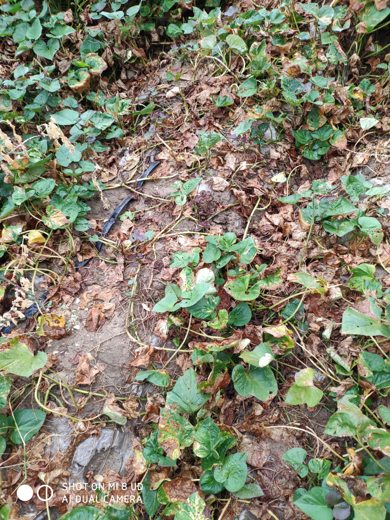 烟薯25 一两以上 红皮