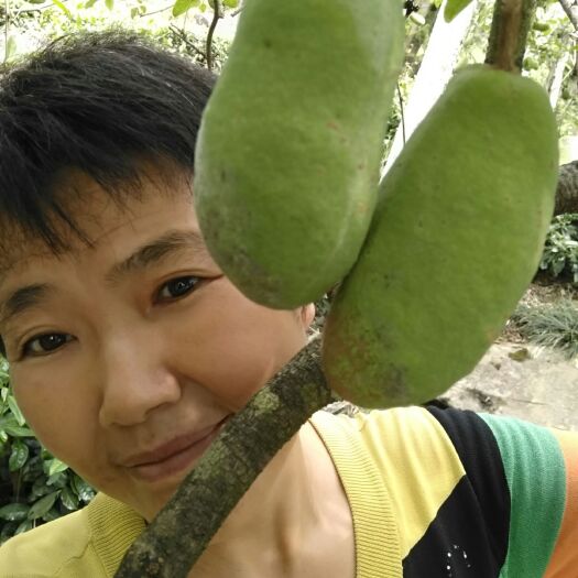 古丈县野生八月瓜 130-140g 种植