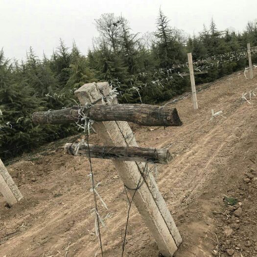蒲城县普通雪松 上等货品，