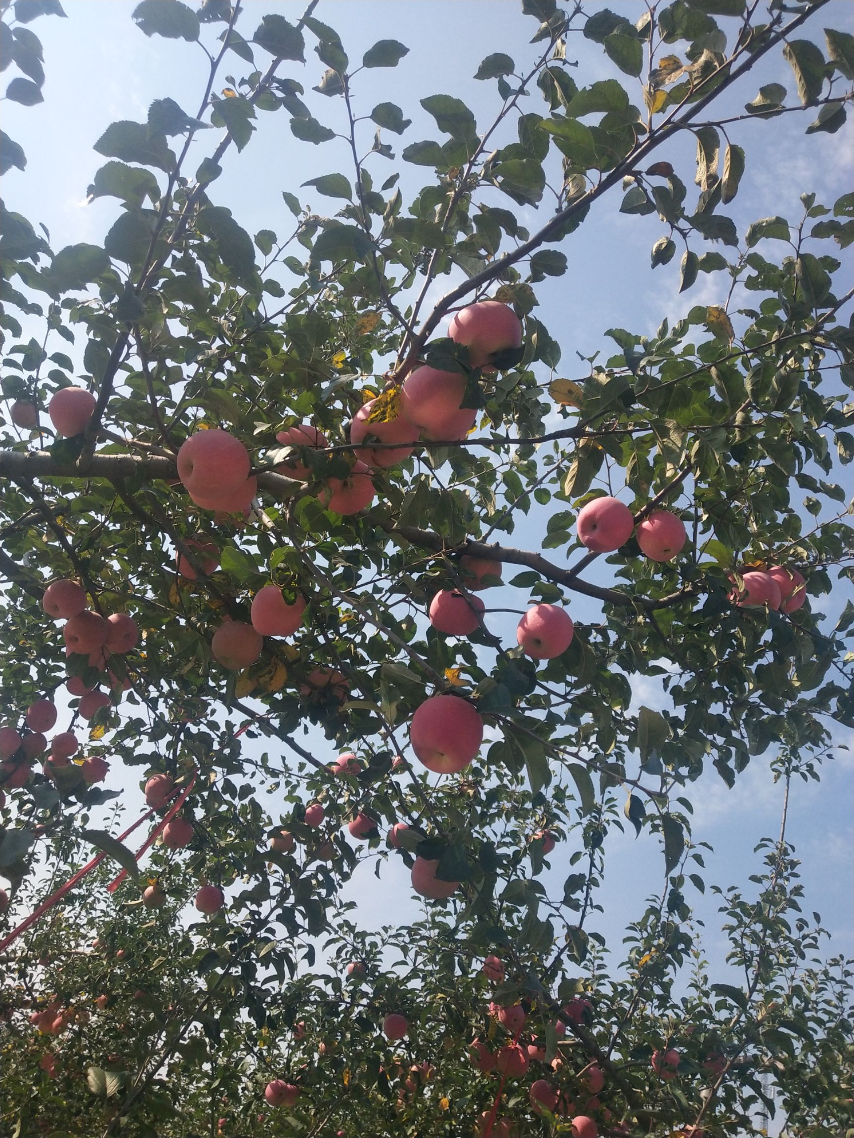 洛川苹果 洛川早熟富士