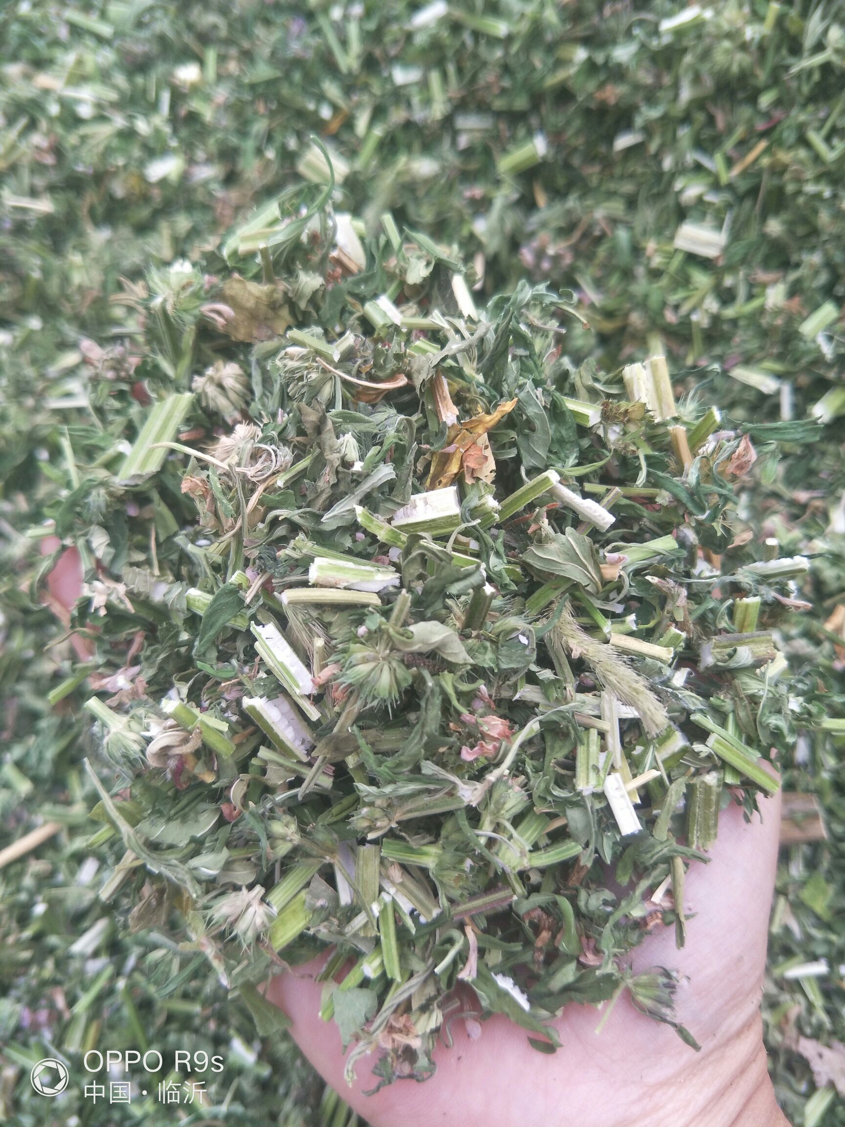 （包邮）益母草切段，药效高，纯绿色。
