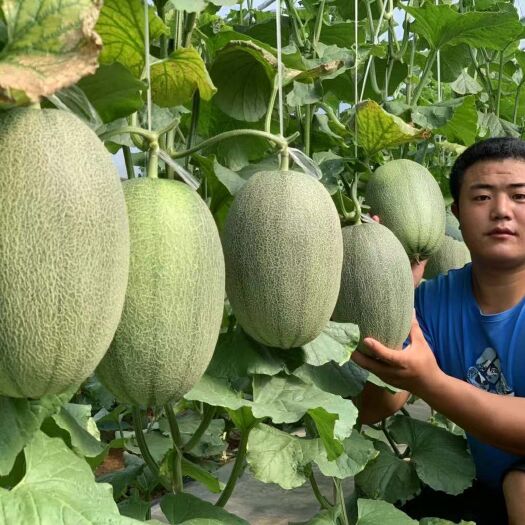 济南西州蜜25号  本地是西州蜜25主产区，种植面积达十万于亩，纹路清晰，糖度高
