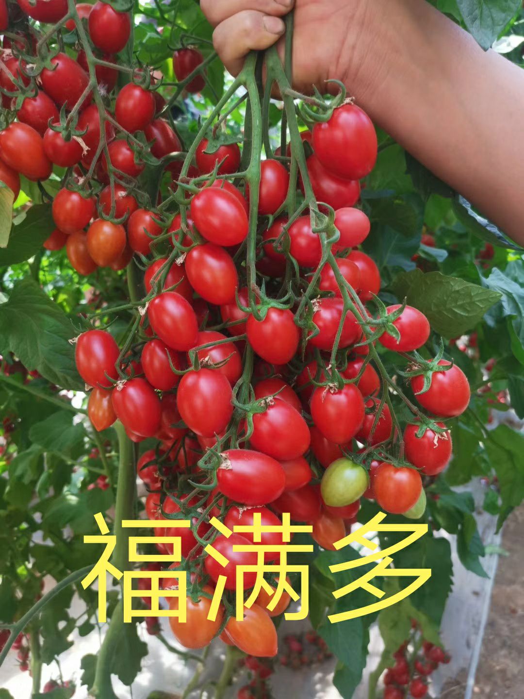 寿光市圣女果苗  西红柿苗 釜山88 千禧番茄苗 圣女果番茄苗