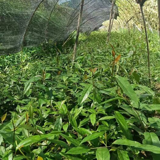 龙胜县 粉红黑老虎苗需要种植的联系