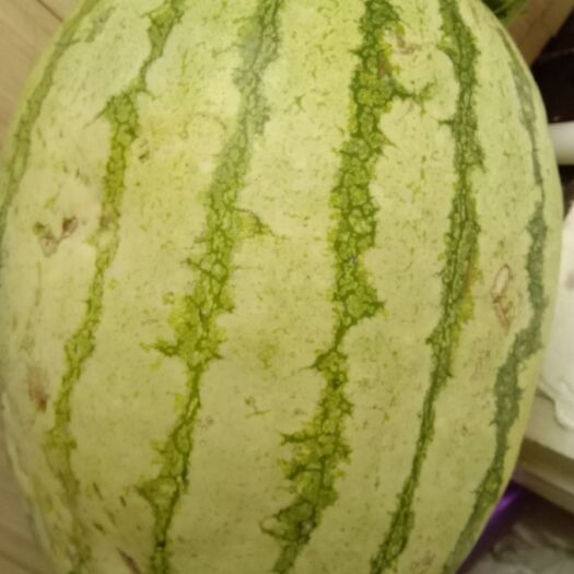 靖远县富硒西瓜 有籽 红色 花皮