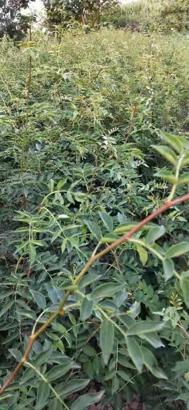 绛县无刺花椒苗  花椒苗，大红袍