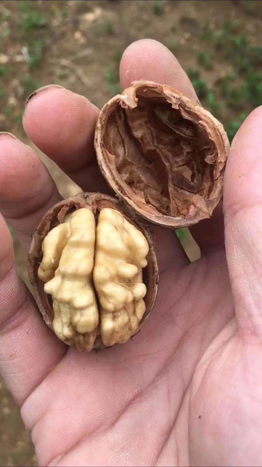  薄皮核桃大量供应，大人小孩都爱吃，！