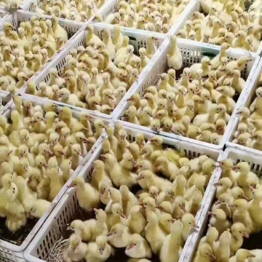 郓城县 大三花鹅苗