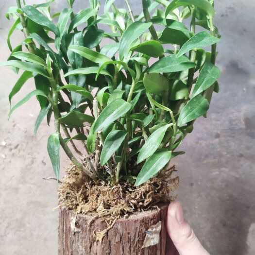 广州 铁皮石斛