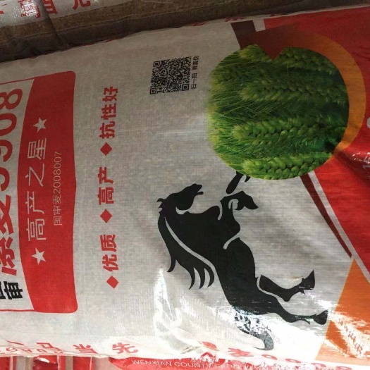 内黄县 小麦种子