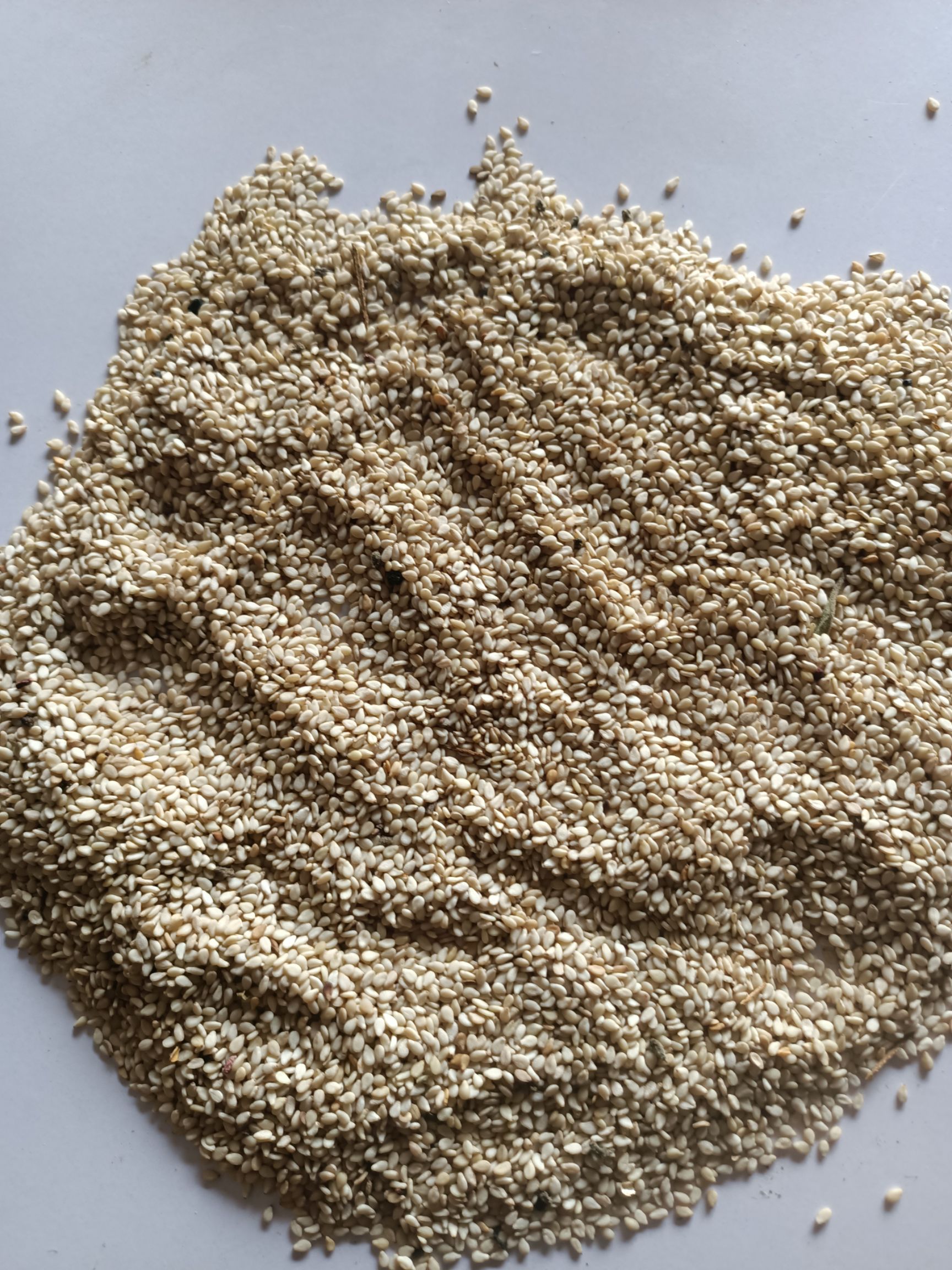 白芝麻种子 现货供应，保质保量，农家榨油精选白芝麻，量大从优，有需要者联