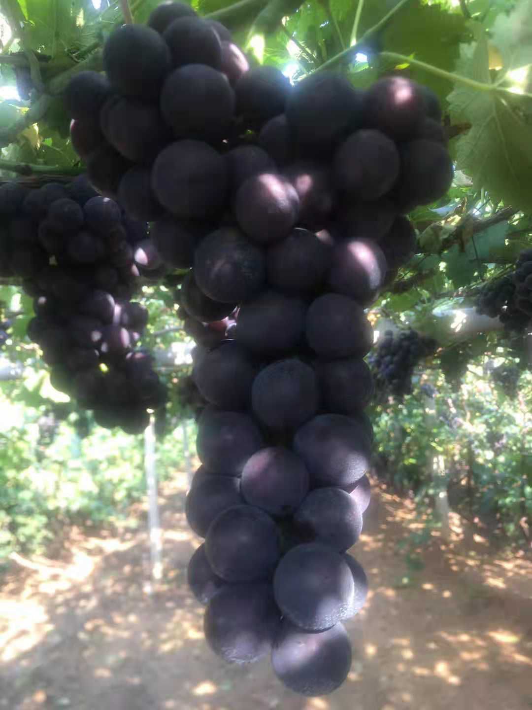  巨峰葡萄，单串重量，1斤以上上2之3斤价不高，诚信合作