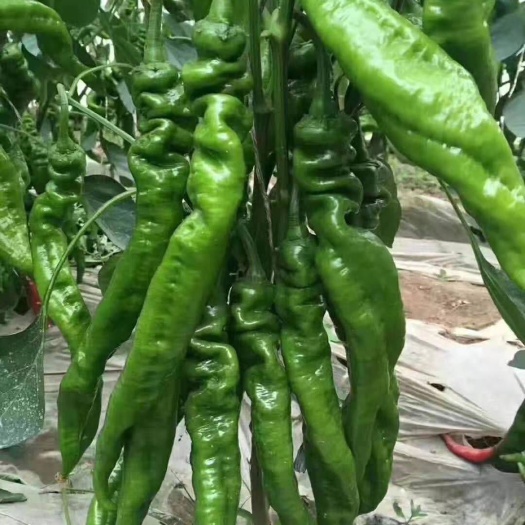 夏邑县 优质301辣椒，线椒，芜湖椒万亩蔬菜基地直销