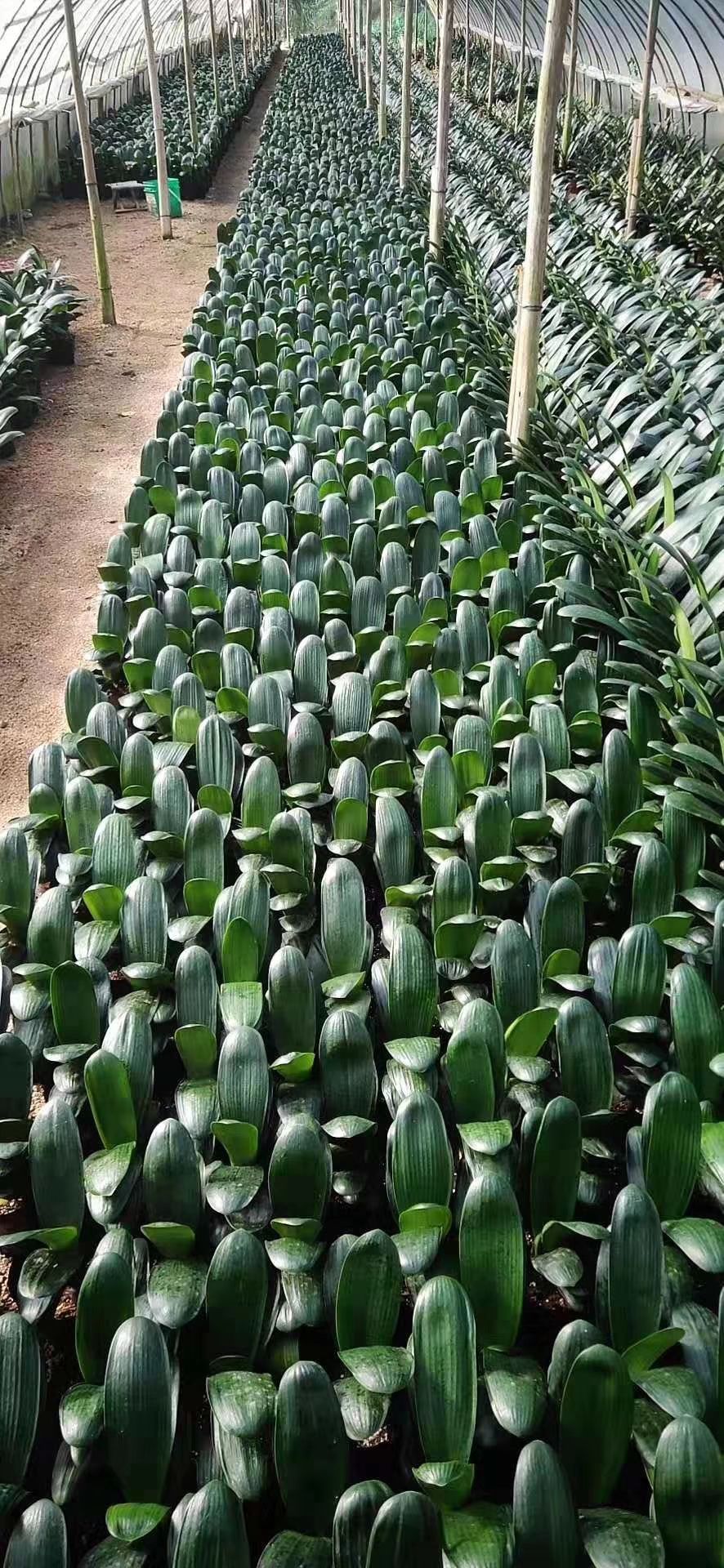 春鹃 君子兰盆栽
