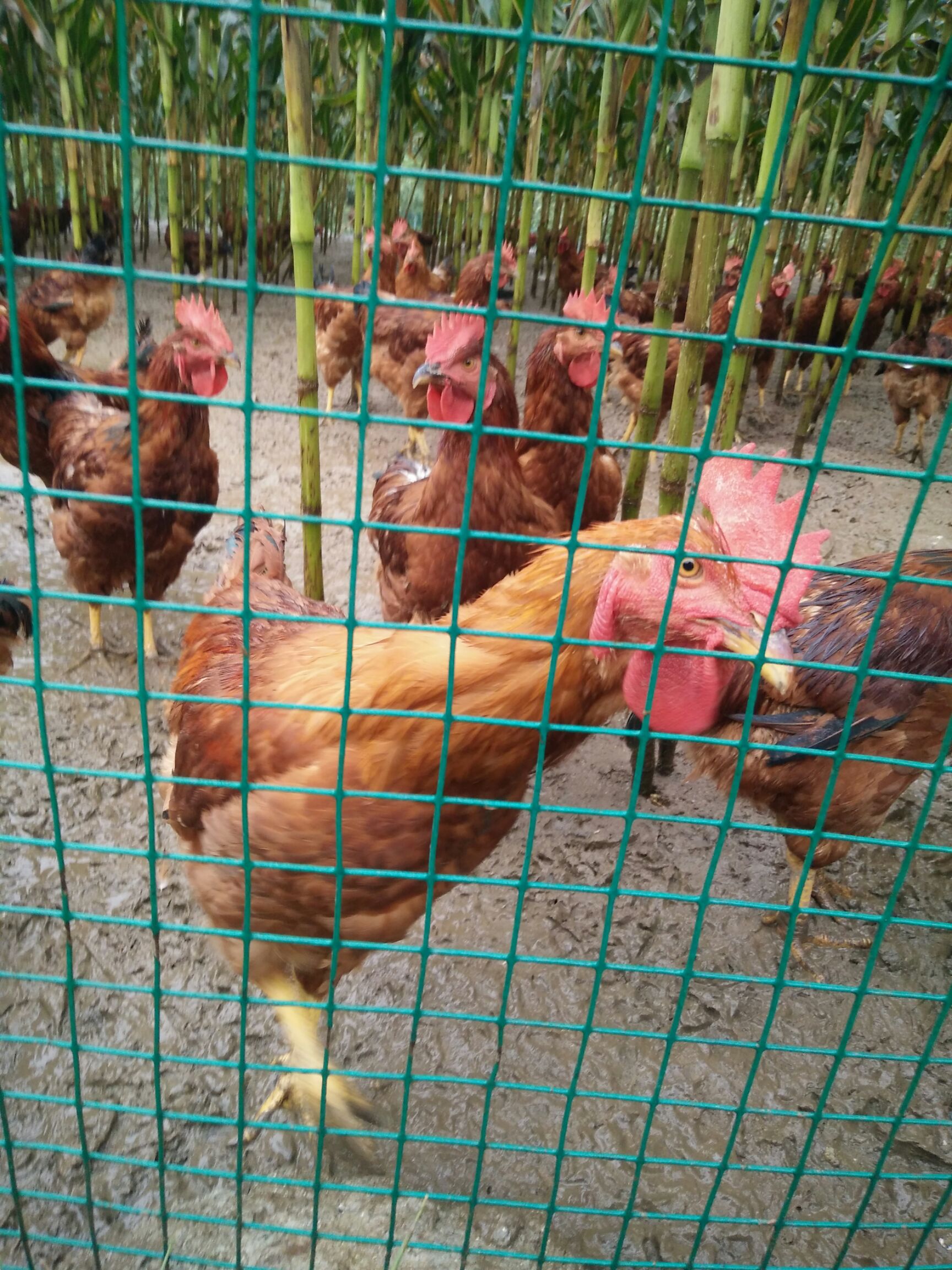  散养肉鸡，B380