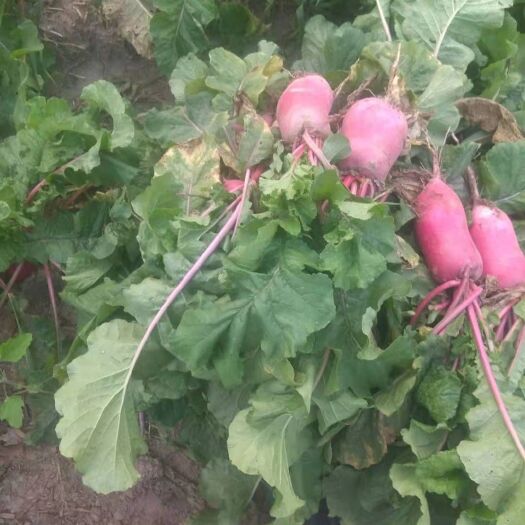 夏邑县 红萝卜大量上市