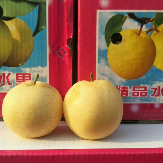 洛阳 自己家的梨园，黄金梨，皮薄无渣，润肺。甜而不腻。