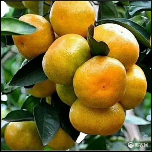 石门县柑桔  特早蜜桔，蜜桔，湖北蜜桔，产地直销，口感甜，易滑渣红