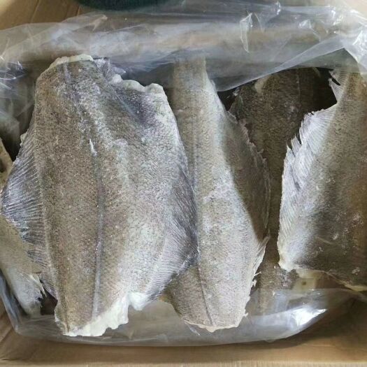 济南鲽鱼 堪察加碟鱼  蝶鱼身