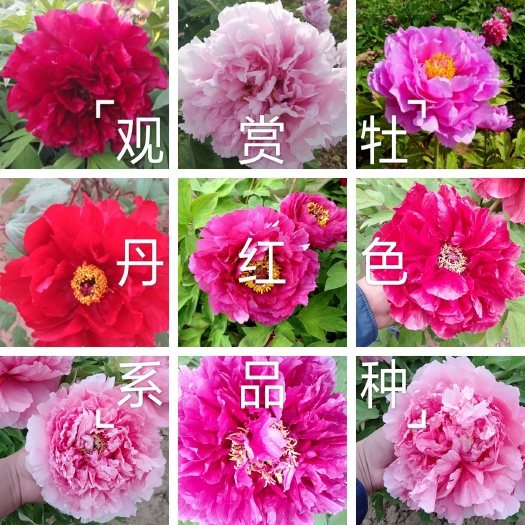菏泽紫云牡丹  精品观赏牡丹，多层花 保品种，保证质量，现要现挖