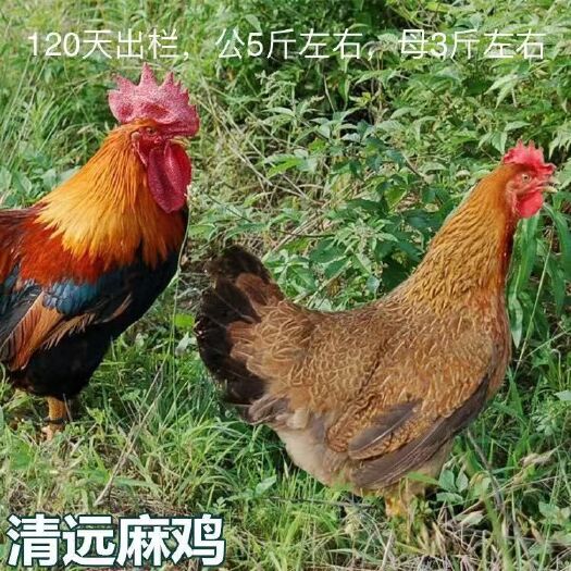 南宁 清远麻鸡苗,批发鸡苗鸭苗鹅苗珍禽苗,包打疫苗,包运输成活