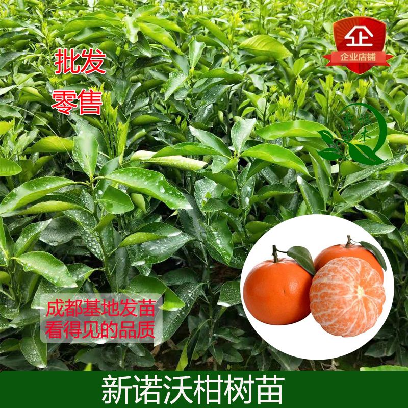 简阳市沃柑苗  096新诺沃柑柑橘苗，新诺柑橘苗新诺沃柑树苗四川直销品种保证