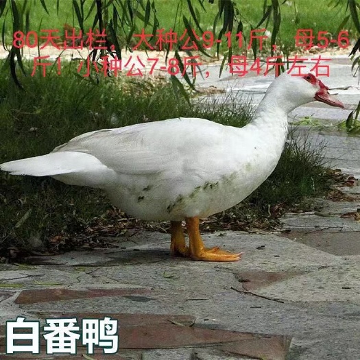 南宁 大种白番鸭苗,批发鸡苗鸭苗鹅苗珍禽苗,包打疫苗,包运输成活