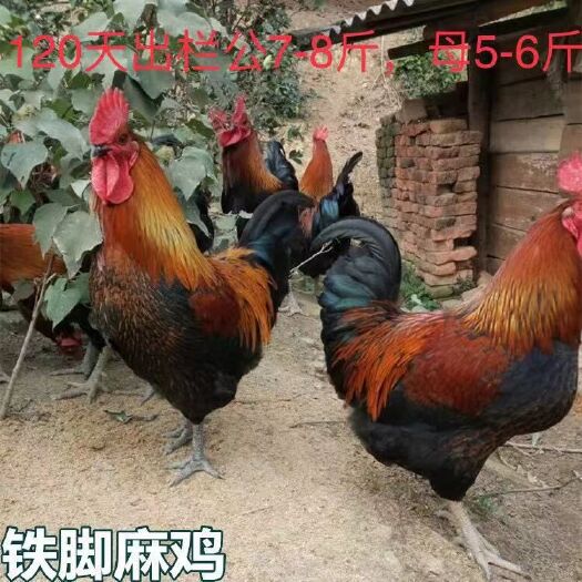 南宁 青脚V3土鸡苗,批发鸡苗鸭苗鹅苗珍禽苗,包打疫苗,运输成活