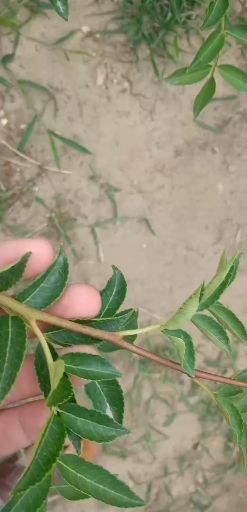 泰安 花椒苗，无刺花椒苗，嫁接无刺花椒，现场起苗