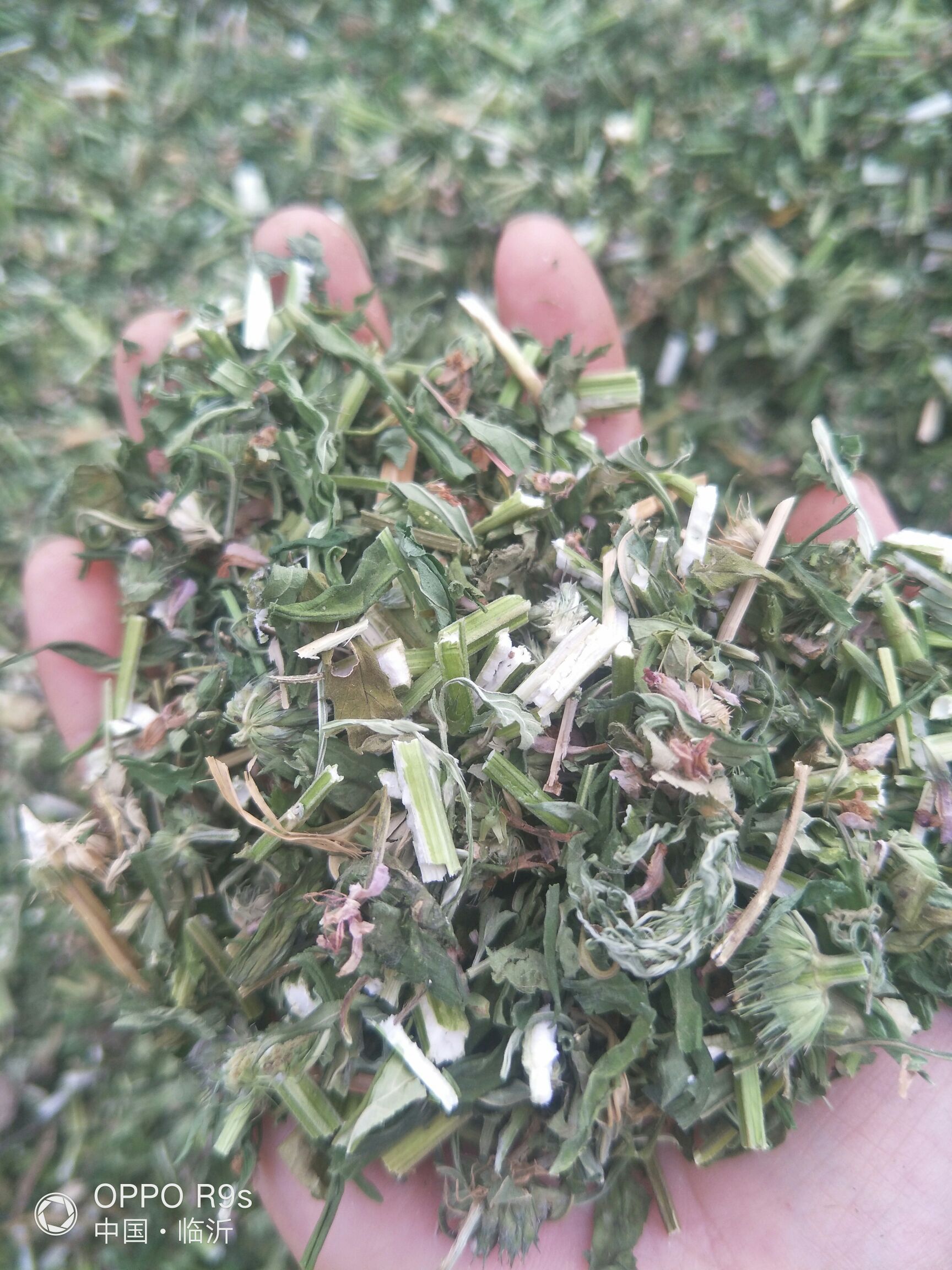 （包邮）益母草切段，药效高，纯绿色。