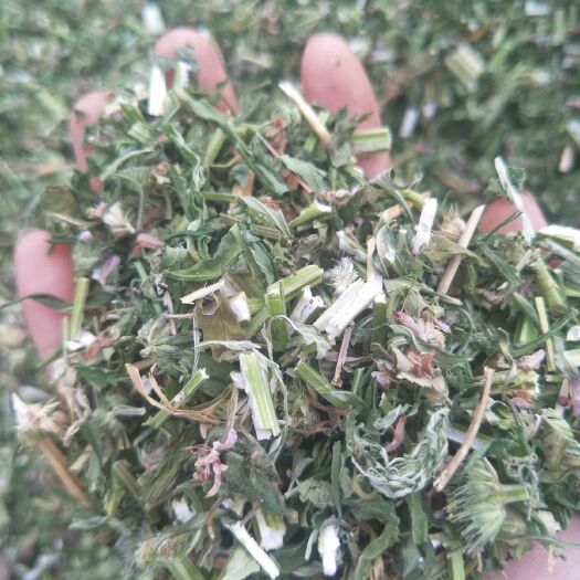 平邑县（包邮）益母草切段，药效高，纯绿色。
