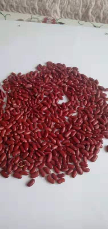 乌兰察布 大量出售红豆（英国红品种）