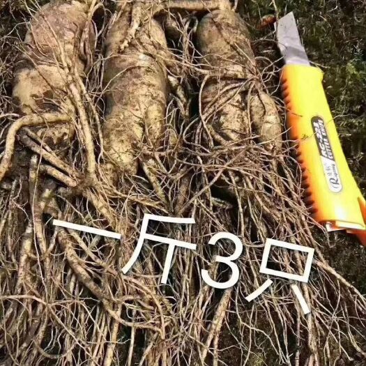 园参  长白山鲜人参一斤3支，产地直发