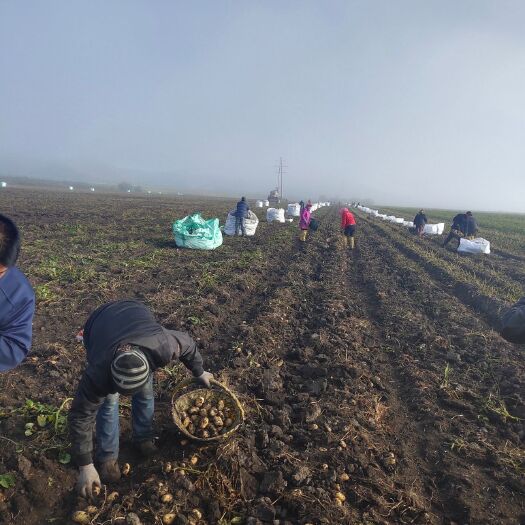 牙克石市 荷兰土豆，尤金土豆，兴佳土豆，闽薯，大量供应，常年有货。