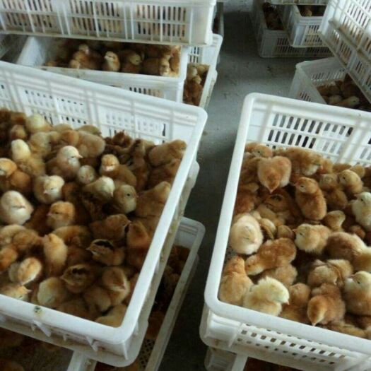 嘉祥县 红玉鸡苗，出壳小鸡仔