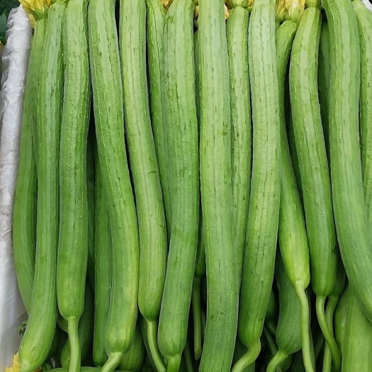 莘县鲜花丝瓜 70~90cm