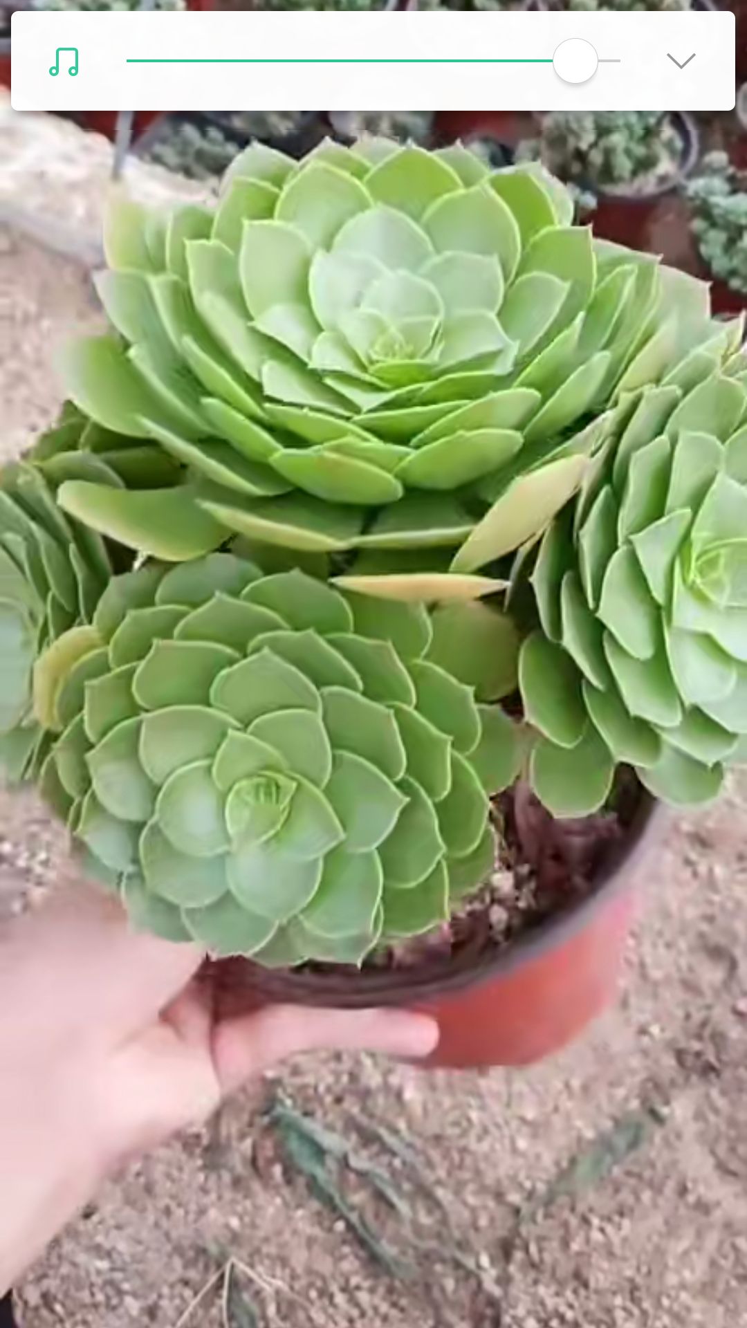 法师铜壶 万圣节