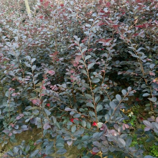 潢川县黑珍珠红继木  红花继木黑珍珠床苗地苗球类景观造型