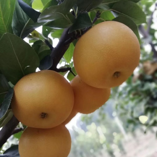 东海县晚秋黄梨  大量上市中
