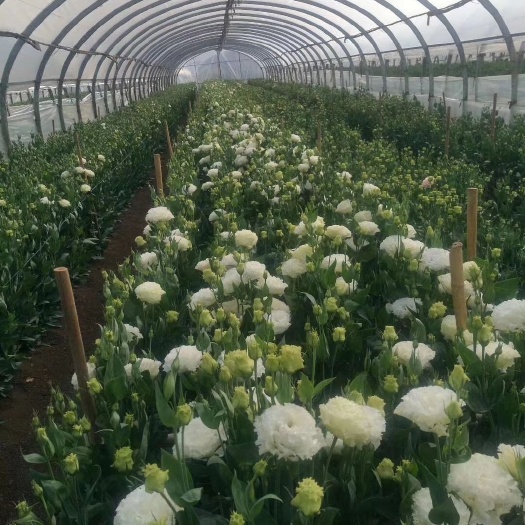 昆明 基地洋桔梗大量批发，质量保证，价格优惠，量大从优，全国可发