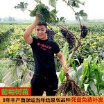 平邑县 葡萄苗盆栽葡萄树苗当年结果地栽苗南北方种植包邮