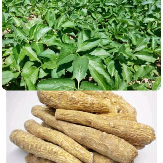 亳州白芷种子 改良白芷籽