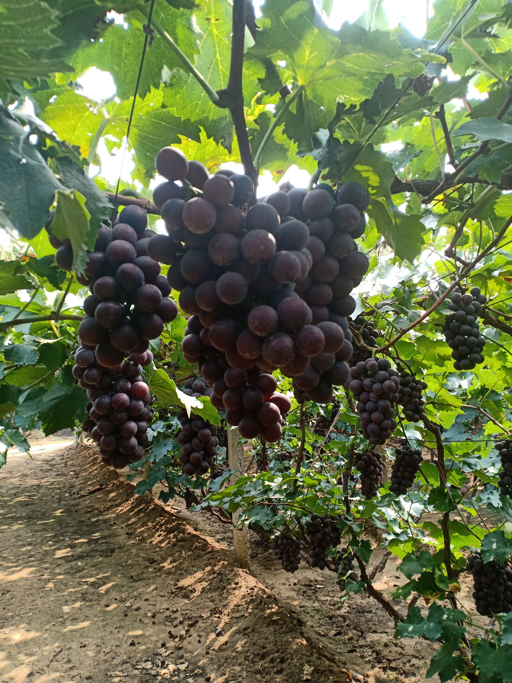  巨峰葡萄，单串重量，1斤以上上2之3斤价不高，诚信合作