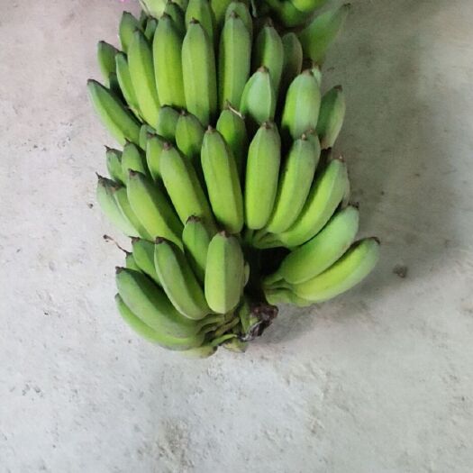 龙岩小米蕉 自家种植无污染香甜小米焦