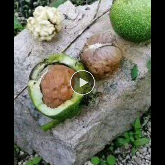北京 密云农产品核桃，栗子