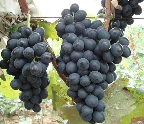 贵阳摩尔多瓦 农家肥栽培 无农药 不使用杀虫剂 真正的无公害绿色食品
