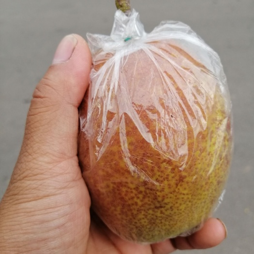  红香酥梨