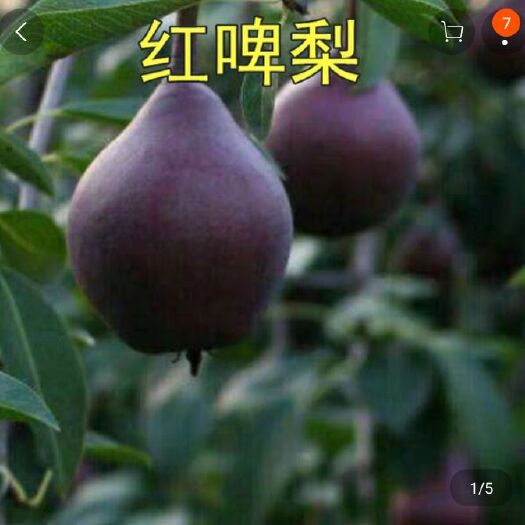 平邑县早酥梨苗  嫁接各种梨树苗，好栽易活，适合南方北方死苗补发