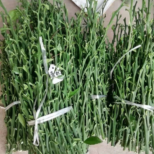 重庆市橙树枝条 青秋枝条